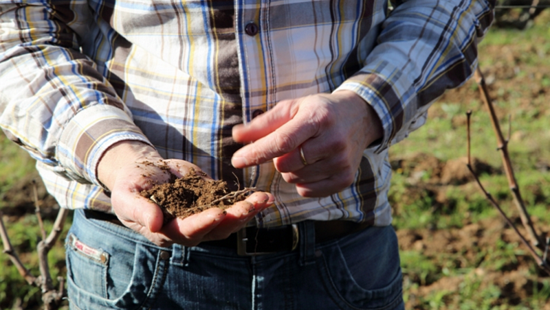 Pursuing the “ideal agriculture” by understanding soil microbiota