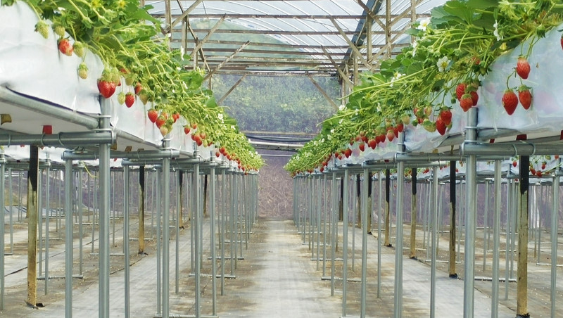 Laying the foundation towards environmentally sustainable agriculture in Southeast Asia, through in-house plantation
